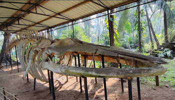 Blue Whale Skeleton
