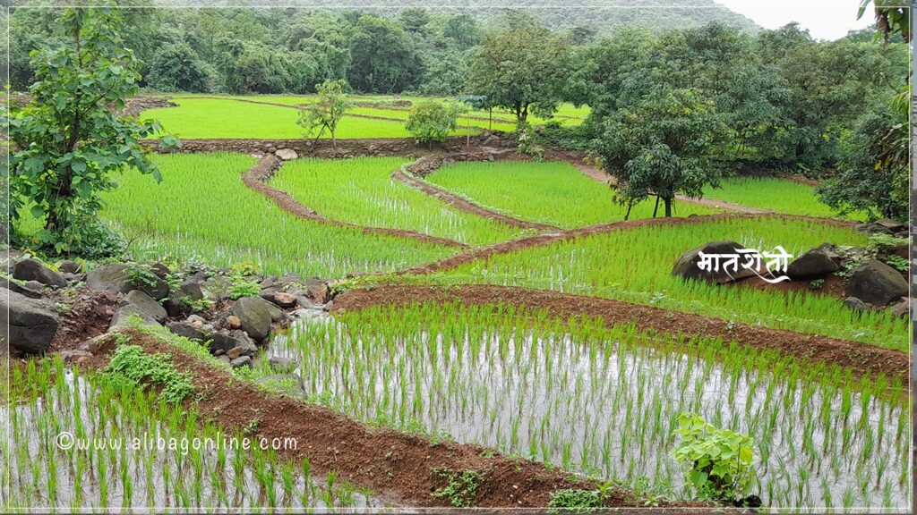 Rice Fields near Alibag