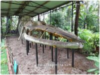Blue Whale Skeleton