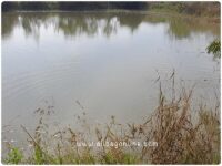 Fisheries Pond