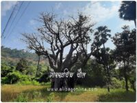 Gorakh Chinch - Chaul