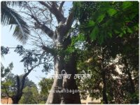 Gorakh Chinch - Varsoli