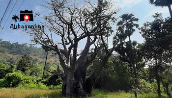 African Baobab - Gorakh Chinch