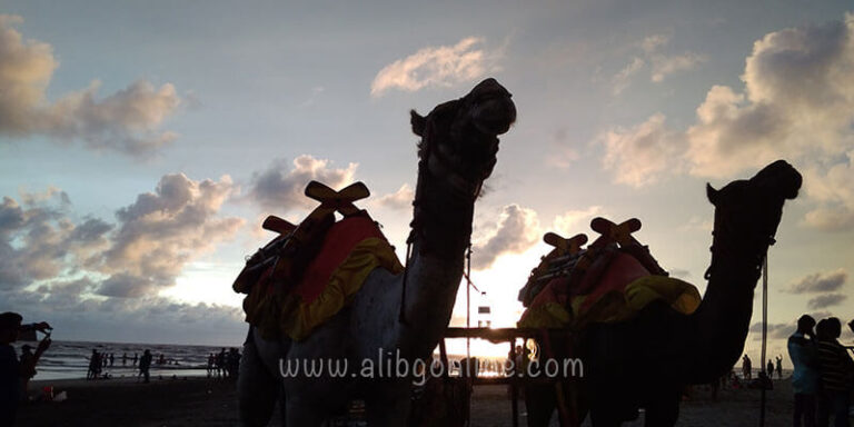 alibag-camel-smallbanner