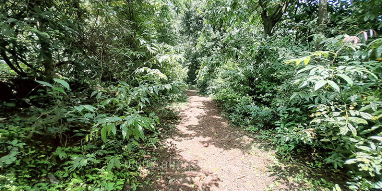 Jungle Safari - Phansad Sanctuary walk