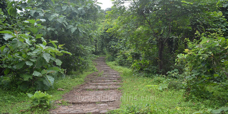 Jungle Safari - Kankeshwar Steps