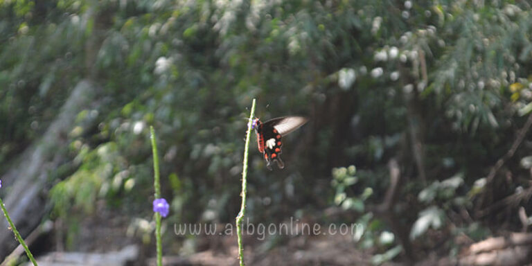 Phansad Sanctuary Butterfly - Wildlife Experience